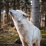 @wolfcenter.doerverden