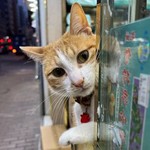 @choijaimeowmeow