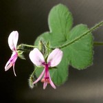 @pelargonium71
