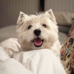 @viggo_thewestie