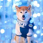 @shibafeifei