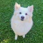 @kinderpuppy.official