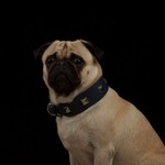 @paquito.ck