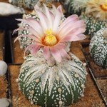 @cactusstuchlik