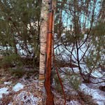 @ww2_battlefront_finland