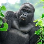 @gorillatrekkinginrwanda