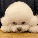 @barbi.bichon