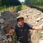 szuccardi