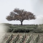 casasdelbosque