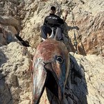 rapala_adam