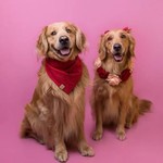 nico.y.kiara.goldengt