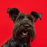 zelda_laschnauzer
