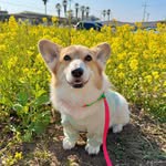 latte__the_corgi