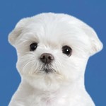 maltese_janggun