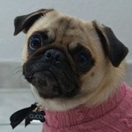 gucci.ckp