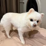 bowkylion