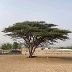 tree_for_future