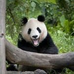zooviennaschonbrunn