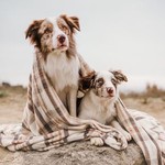twomerlecollies